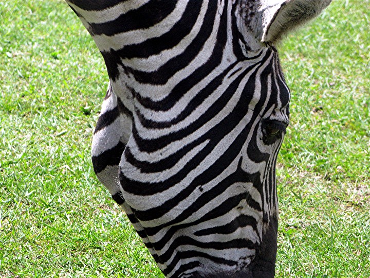 Striped Horse